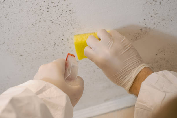Best Mold Odor Removal Services  in Hanceville, AL