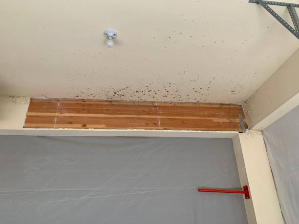 Best Mold Removal for HVAC Installations  in Hanceville, AL
