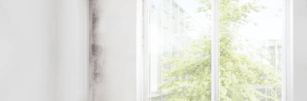 Best Mold Prevention Services  in Hanceville, AL
