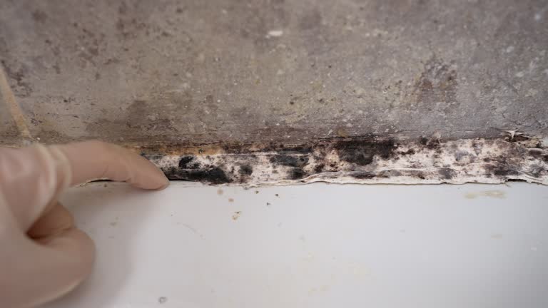 Best Mold Remediation for Rental Properties  in Hanceville, AL