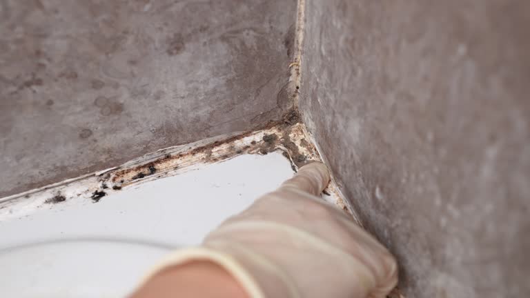 Best Dehumidification Services  in Hanceville, AL